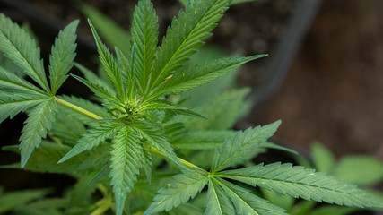 Cannabis Plant with little Bud Marihuana Plant flowering Garden Weed