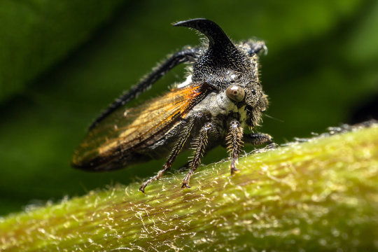Strang treehoppe and selective focus