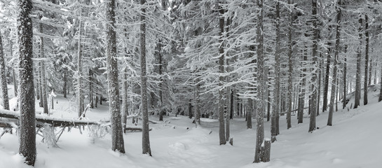 Panorama of heavy snow into the forest