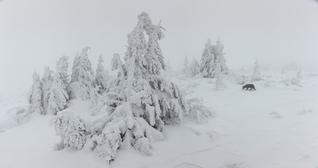 Panorama of heavy snow on top of the mountain. Cold winter day with heavy fog and snow