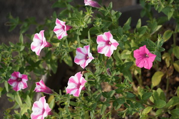 ピンクフラワー