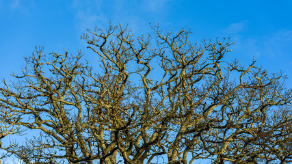 Part of an oak tree canopy with bare branches against blue sky.