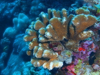 Stone coral
