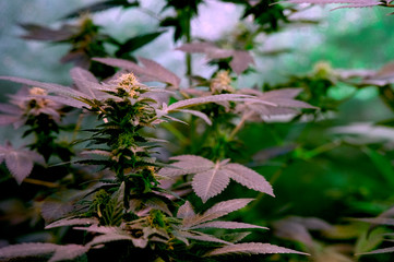 Weed Bud In Indoor Cannabis Bud Flower Marijuana Bud 