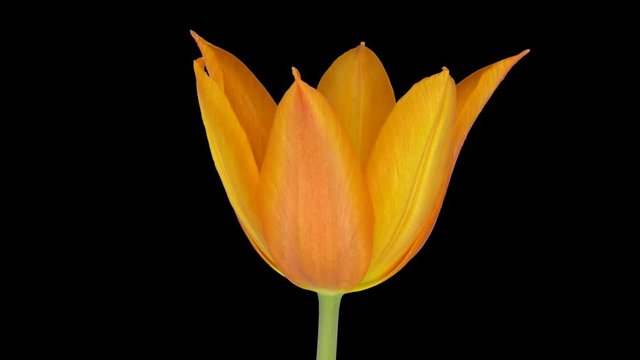 Time-lapse of opening orange tulip 3x2 isolated on black background