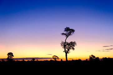 Fototapeta na wymiar Tree silhouette at Sunrise in Thailand.