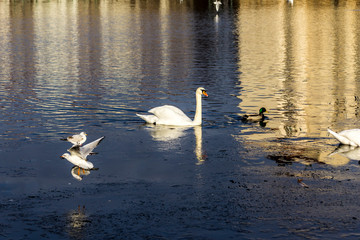 White swan swims on the city lake. Buildings are reflected in the water. Gulls sit on thin ice. Site about wild birds, nature, urbanism, ecology.
