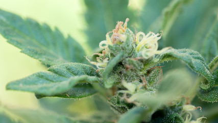 Cannabis Bud Marijuana Weed Flower