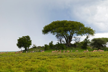 Herd of antelope Thomson's gazelle, Grant's gazelle, African animal feeding at Serengeti, Africa .