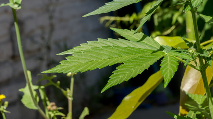 Cannabis Marijuana Weed Leaf in garden 