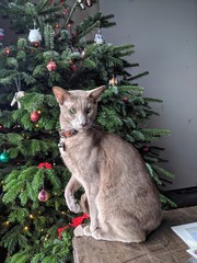 Lilac Oriental cat with paw raised sitting by the Christmas tree