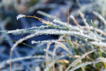 Ice on the green grass in early winter