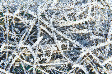 snow patterns on plants in early winter