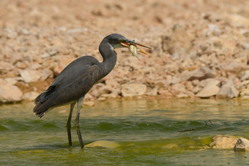 Western Reef-Egret / Egretta gularis