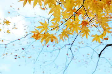 Yellow maple leaves with the sky background