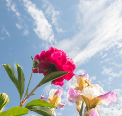 Red flower against the sky radiating clouds