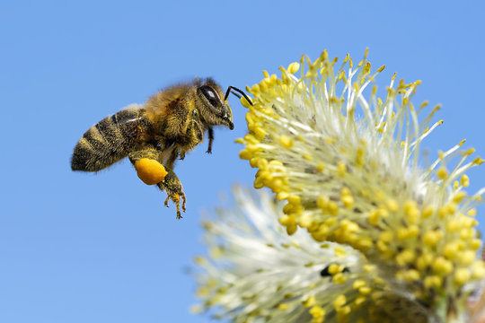 Biene fliegt ans Weidenkätzchen