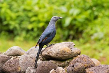 Red-winged Starling black bird perching on stone at Ngorongoro Crater, Tanzania, East Africa