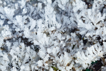 snow patterns on plants in early winter