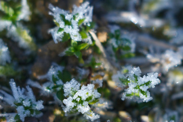 ice on plants in early winter