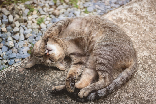 lazy sleeping cat lying on the floor