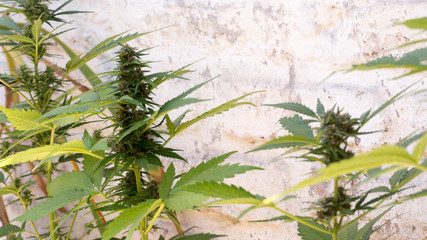 Cannabis Weed Plants with Bud Marijuana In garden