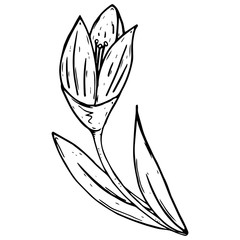Tulip icon. Vector illustration of a tulip flower. Hand drawn tulip.