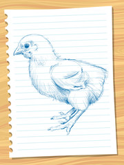 chicken sketches