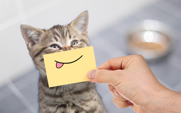 funny cat with smile and tongue on cardboard sitting near food