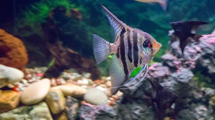 Freshwater aquarium fish (Pterophyllum scalare)