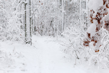 Fragment of the winter forest during a snowfall