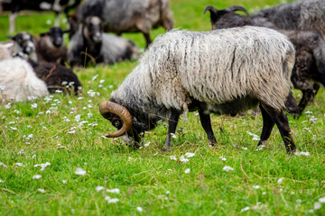 Obraz premium Male sheep grazing grass