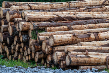 Trunks of piled firs