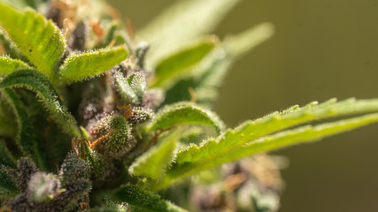 Cannabis Bud Macro Close Up