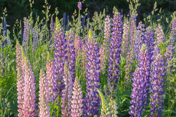 Multi-colored wildflowers of the lumpine at the forest