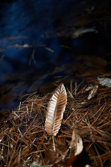 leaves in a valley.