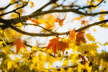 Season change with yellow leaf