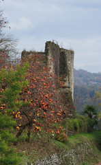 Rocca di Arona, ruins and Persimmon trees