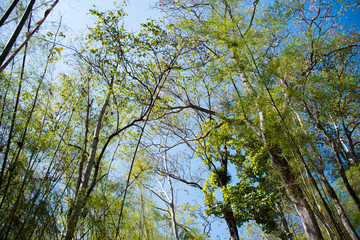 Fototapeta premium Baboo and trees on the morning at the forest.