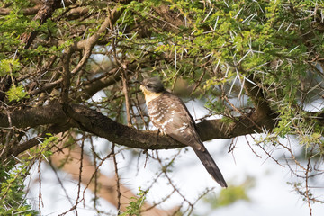 Great Spotted Cuckoo bird perching on branch at Serengeti National Park in Tanzania, Africa