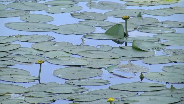Lake with yellow water-lily flower. Beautiful summer landscape. Green river bank. summer landscape quiet river with banks in green grass on a bright Sunny day, reflections in the water.