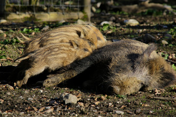 Wildschwein (Sus scrofa) Muttertier mit Jungtiere