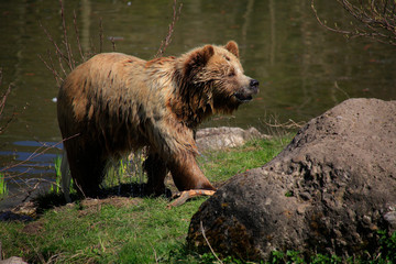 Obraz na płótnie Canvas Europäische Braunbär oder Eurasische Braunbär (Ursus arctos arctos)