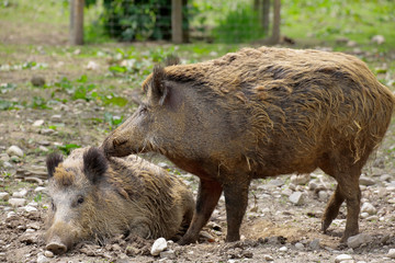 Wildschwein (Sus scrofa) 