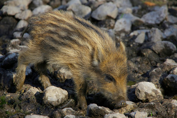 Wildschwein (Sus scrofa) Frischlinge