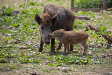 Wildschwein (Sus scrofa) Muttertier mit Jungtiere