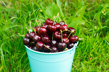 Cherries in bucket closeup