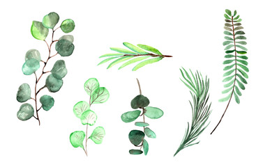 watercolor eucalyptus twig