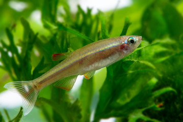 Tanichthys albonubes - aquarium fish - macro photo