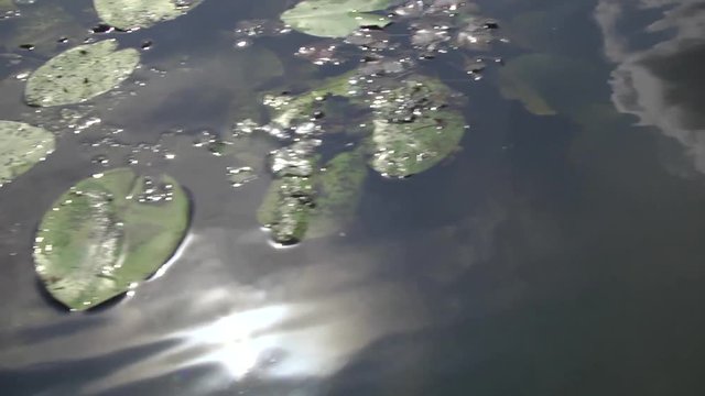 Motor boat sails along the river. Lake with yellow water-lily flower. Beautiful summer landscape. 